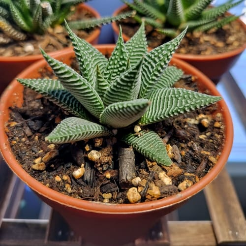 Customer photo review of Succulent Haworthia Miami