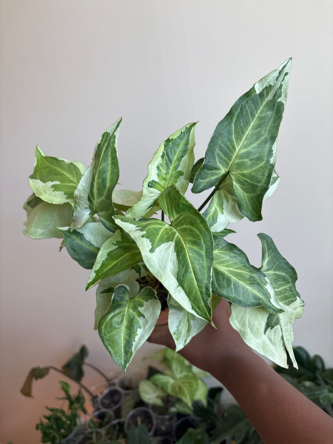 Customer photo review of Syngonium podophyllum 'Three Kings'