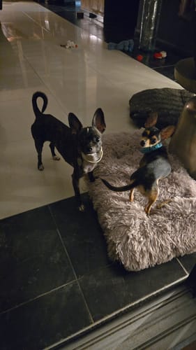 Customer photo review of Grip 360 Ivory