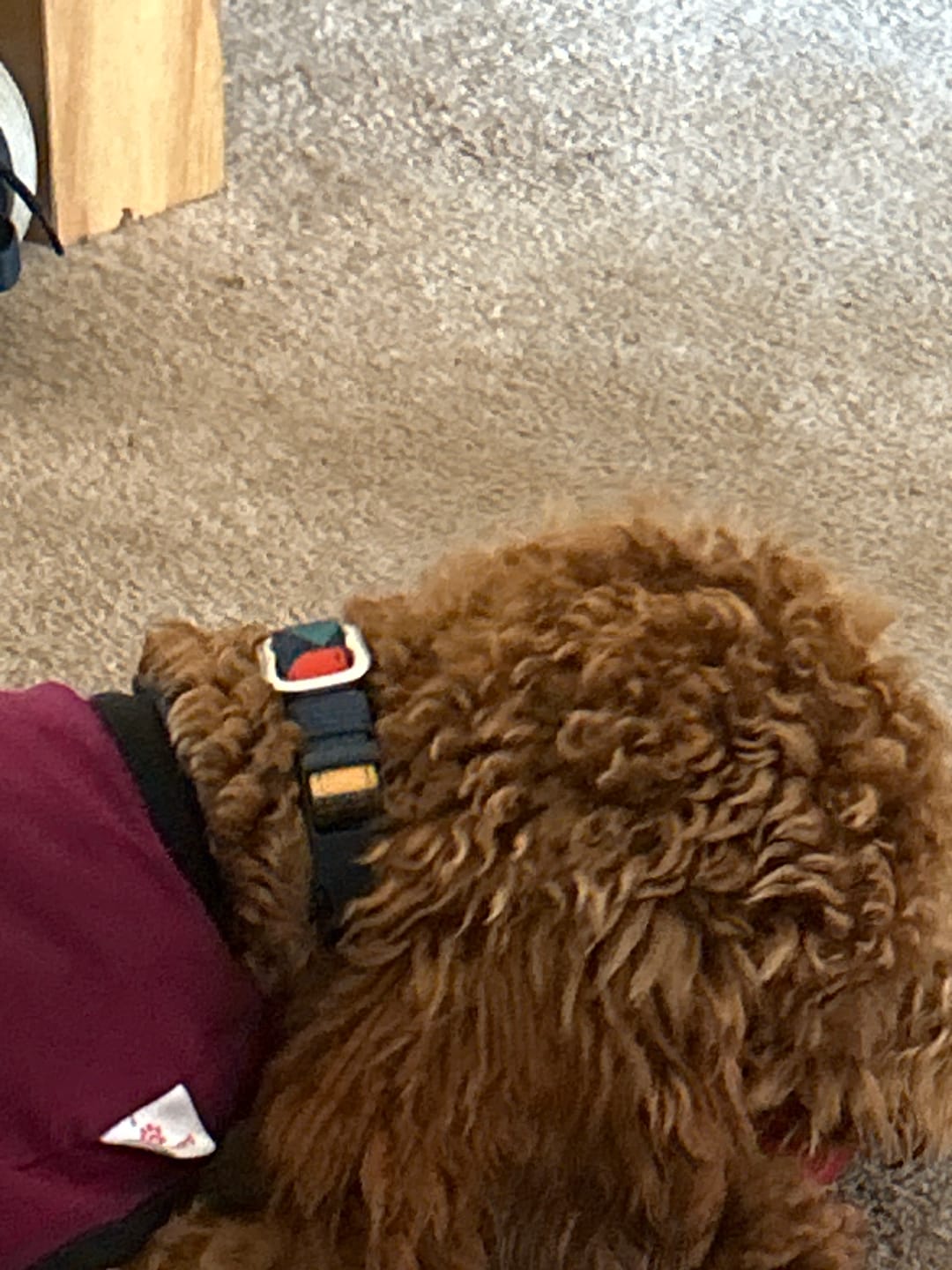 Customer photo review of Core Collar