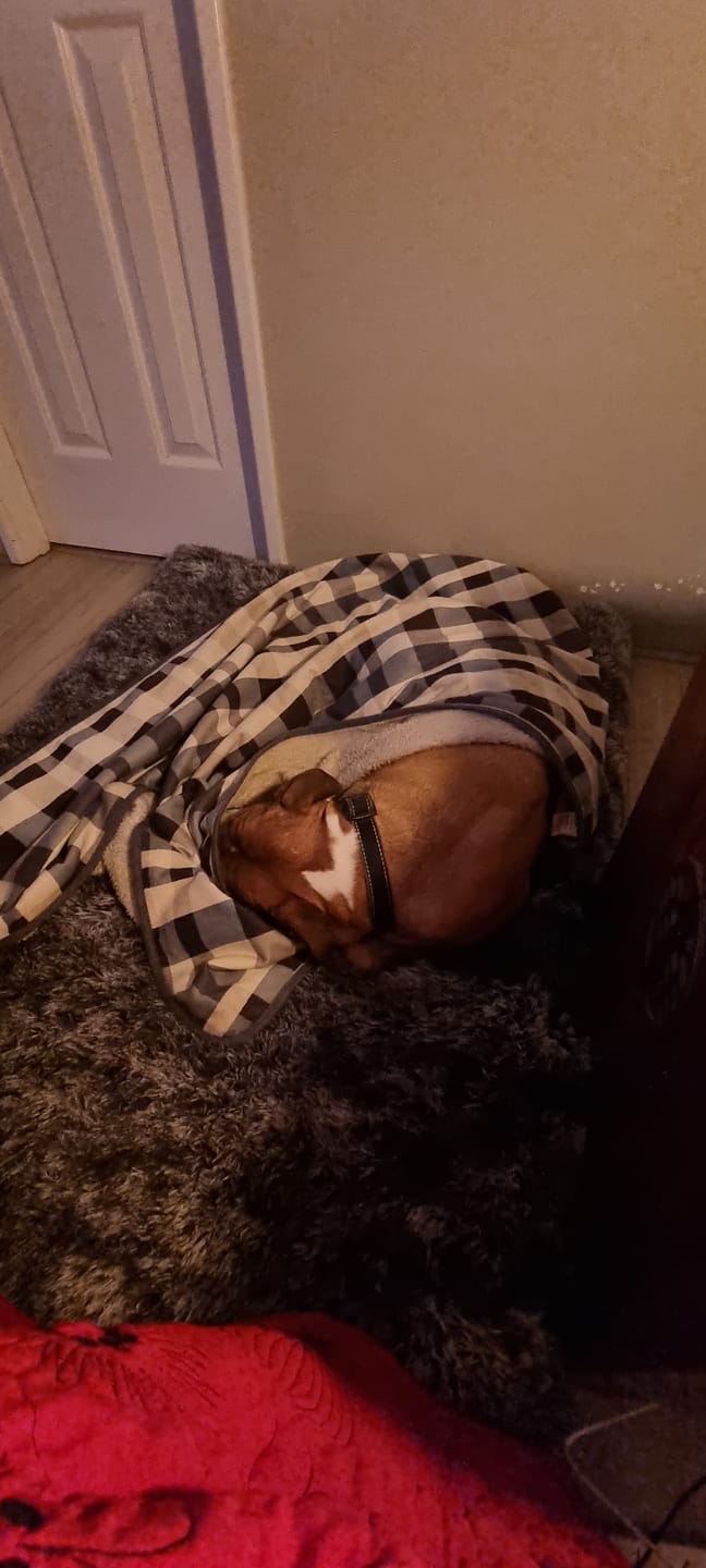 Customer photo review of Premium SuperMat Calming Bed