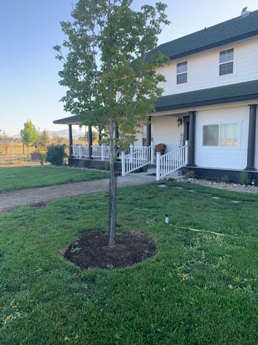 Customer photo review of GCI Turf Type Tall fescue Grass Seed