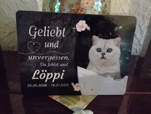 Customer photo review of Katzen Gedenktafel mit Foto & Spruch (UV- & Wetterfest)