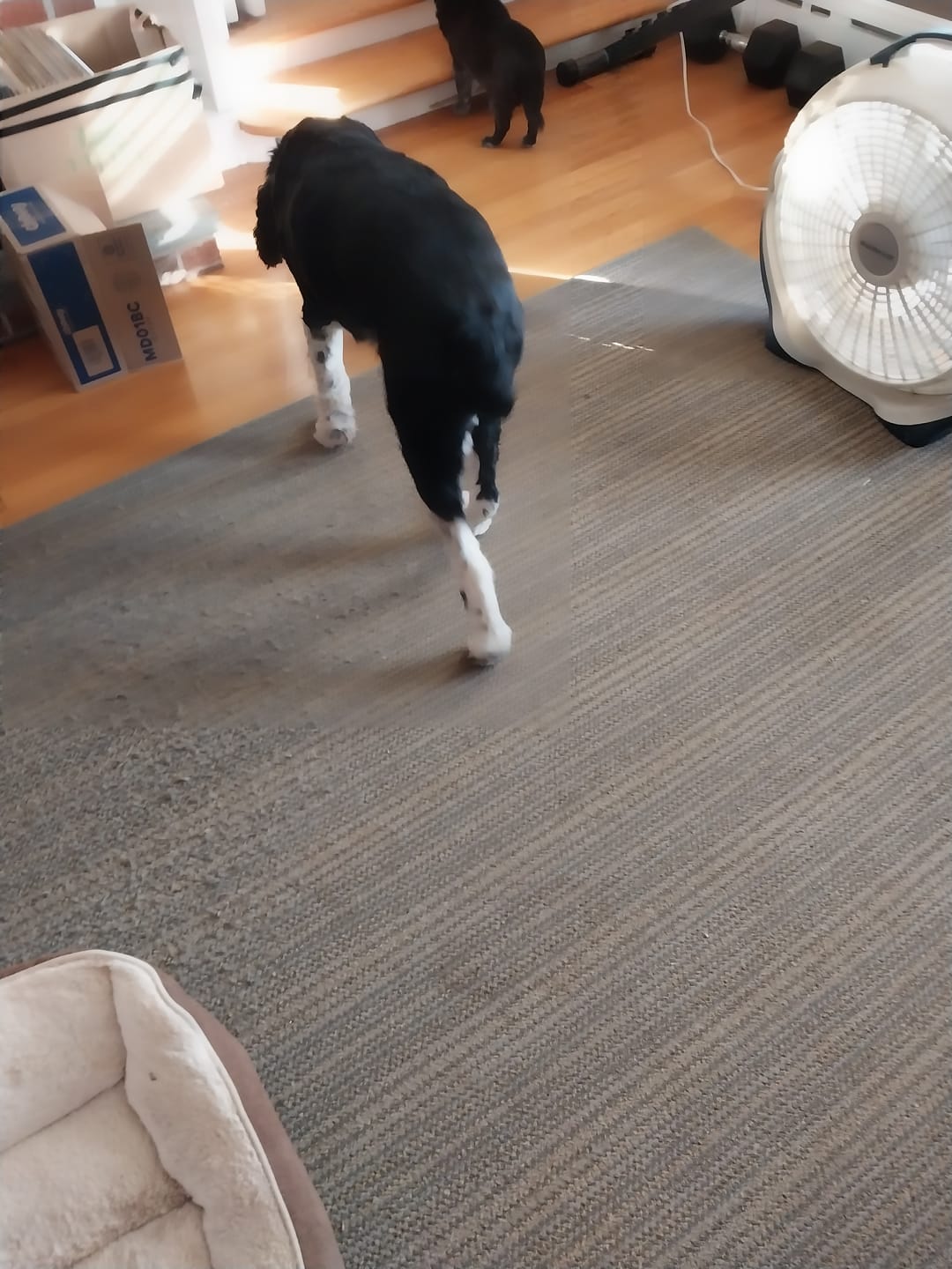 Customer photo review of K9 Slim