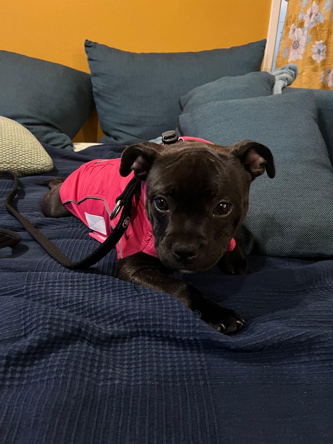 Customer photo review of Dog Coat With Zip - Shower Proof - Carminerose