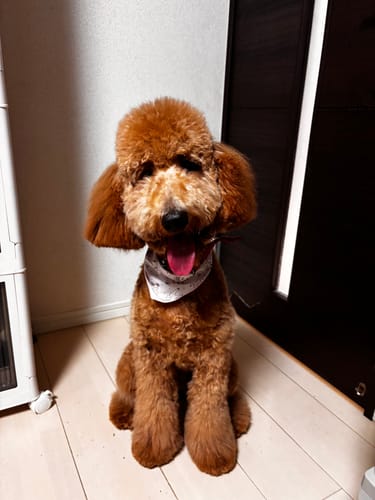 Customer photo review of FunFunPet 高機能ハーネス（お名前タグ作成サービス付き）