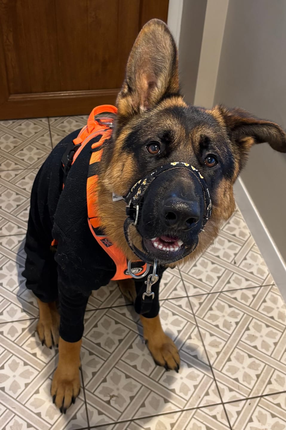 Customer photo review of Anti Pull Hurricane Harness - With Handle - Orange