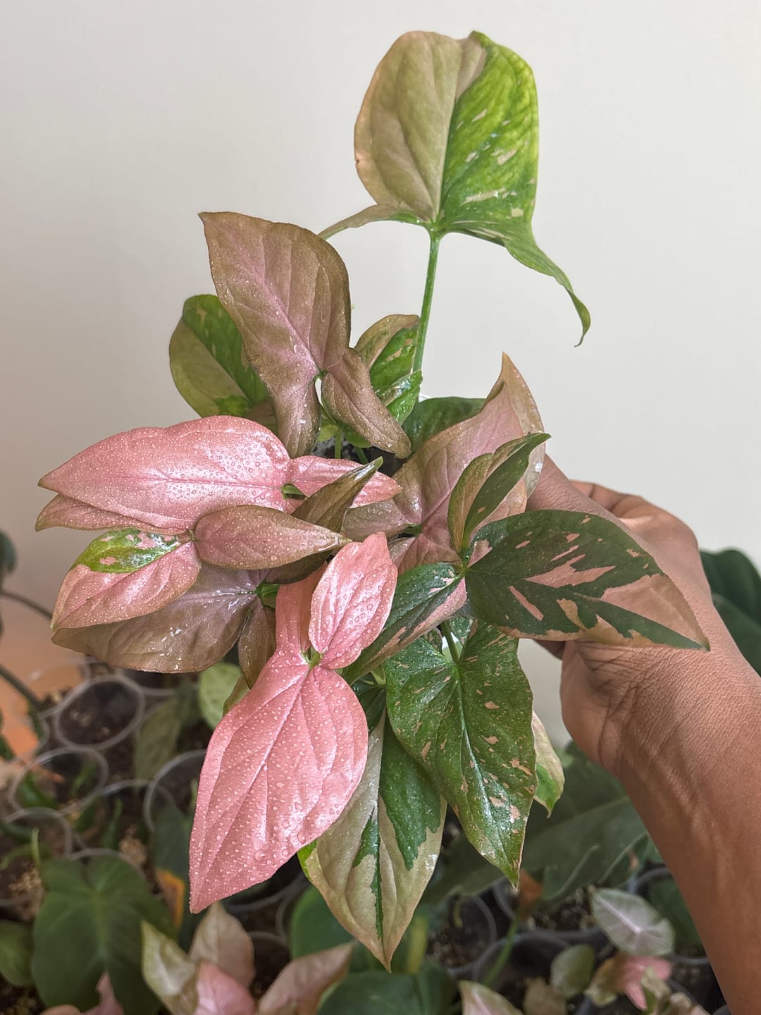 Customer photo review of Syngonium podophyllum 'Pink Splash'