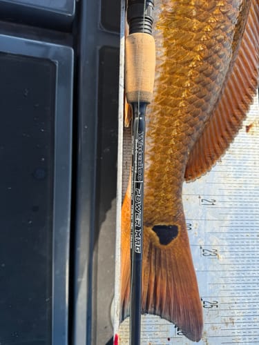Customer photo review of Berkley Gulp! Saltwater Ripple Mullet, 4 Count (Multiple Colors)