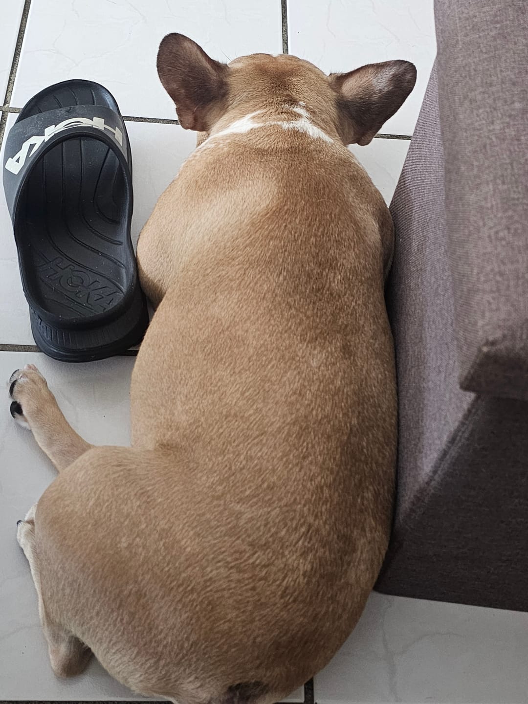 Customer photo review of BullyFIT All Natural Skin & Coat Dog Serum 12oz - Pet Grooming | Sensitive Skin Relief | Shedding | Skin Issues| Vegan Friendly | Pet Lotion| Pet Leave in conditioner| Vet Approved|Handcrafted| Cruelty Free|Eco Friendly