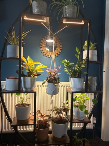 Customer photo review of Pianta Grow Light LED Bulb