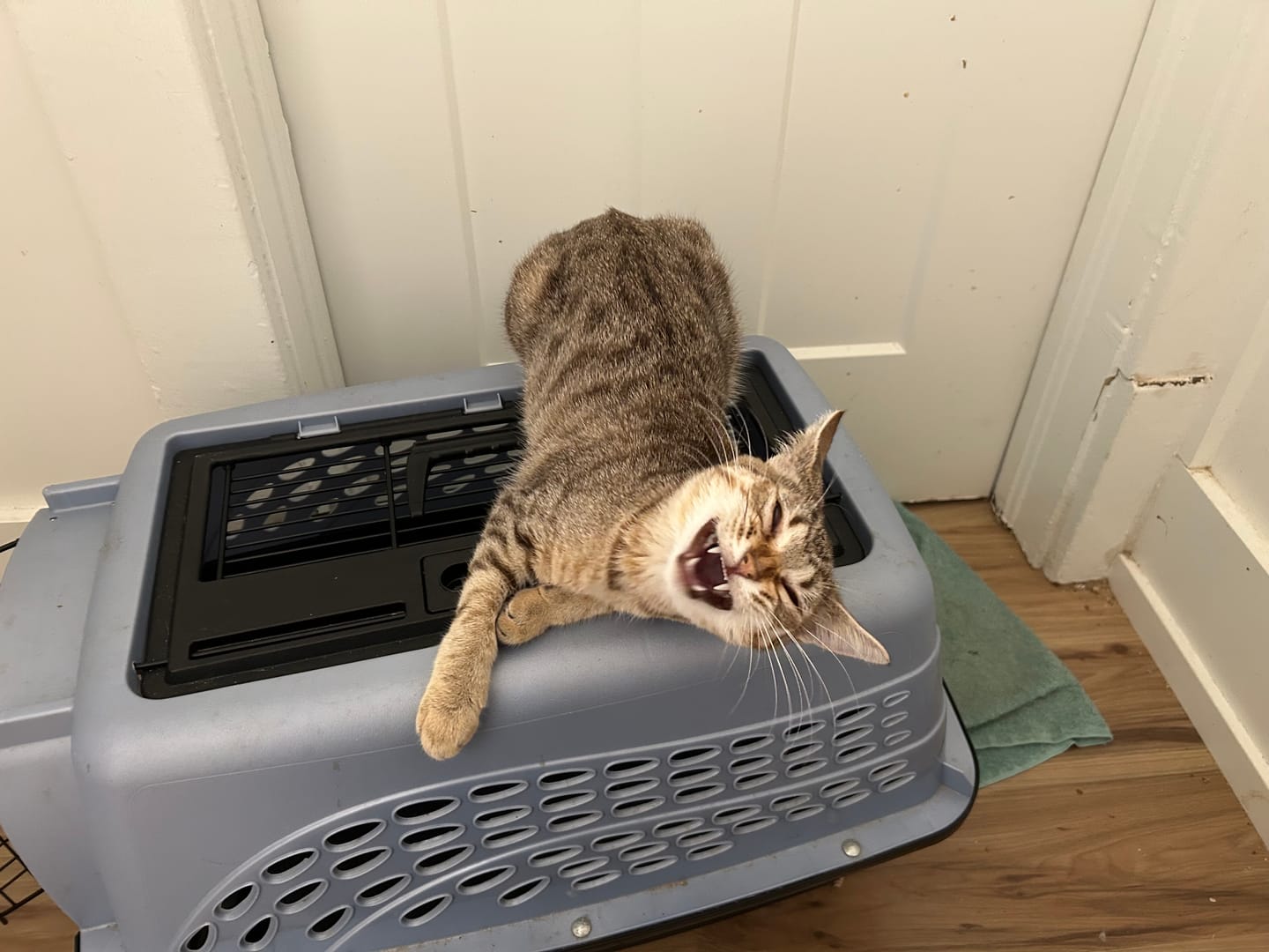 Customer photo review of Basic Fecal Parasite Screen + Giardia ELISA Mail in Lab Test for Cats & Dogs: At-Home Testing