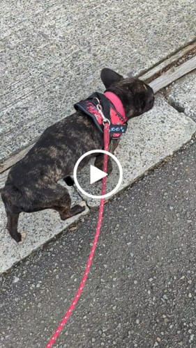 Customer video review of FunFunPet 高機能ハーネス（お名前タグ作成サービス付き）