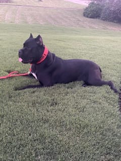 Customer photo review of 2" Tacti Luxe Dog Collar - Gold Noir