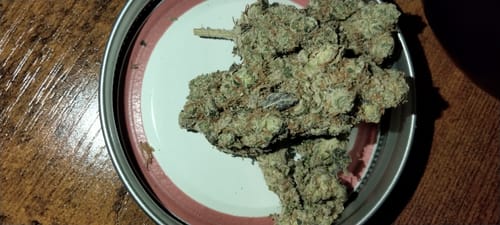 Customer photo review of Ghost Train Haze THCA Flower