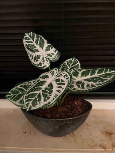 Customer photo review of Calathea Kunstplant 30cm