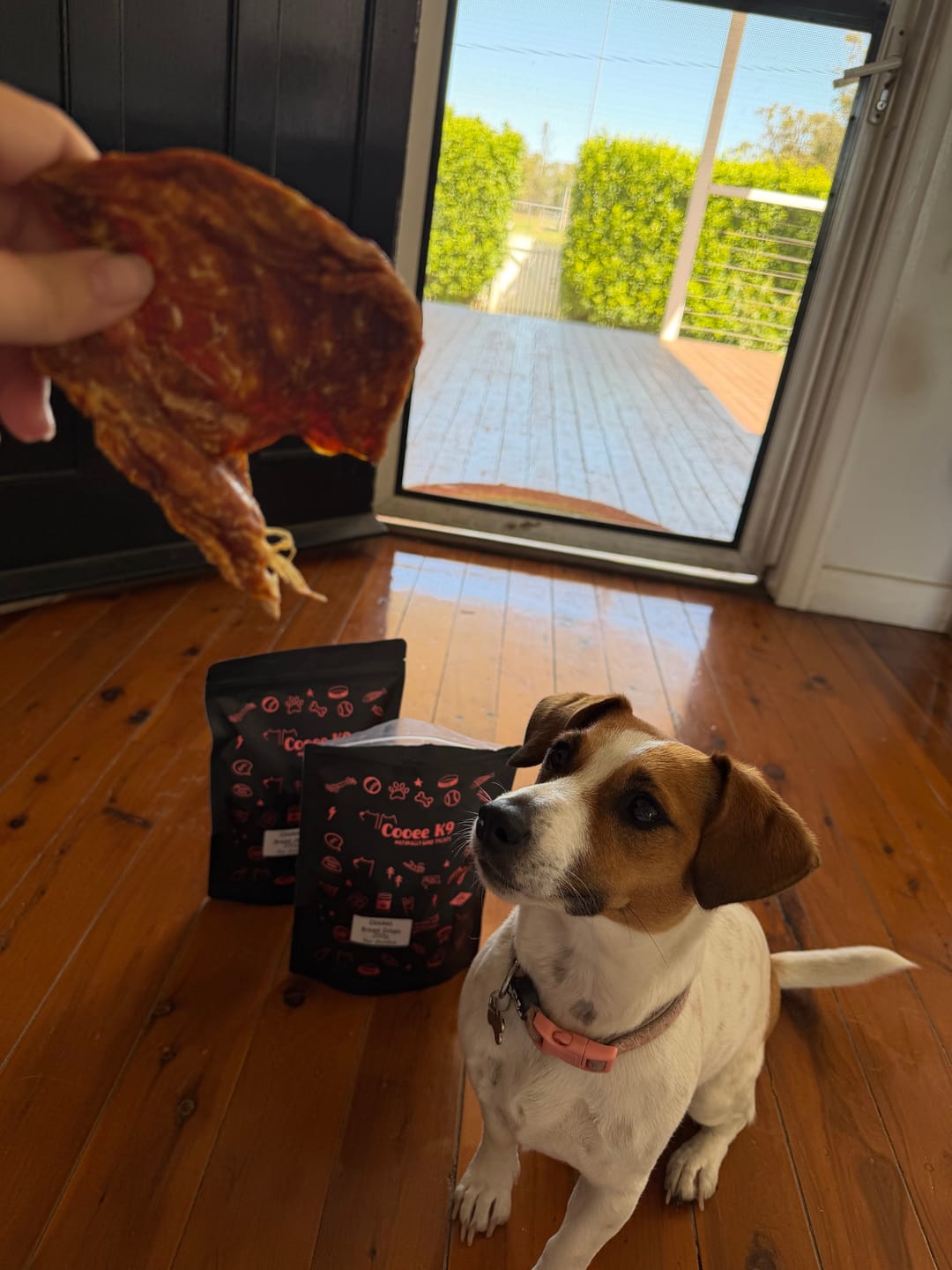 Customer photo review of Australian Beef Bully Sticks 8"