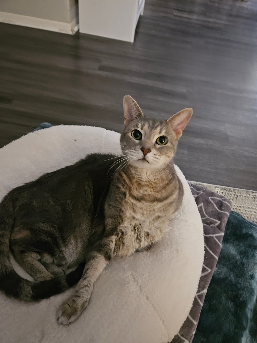 Customer photo review of Marshmallow Pudding Bed
