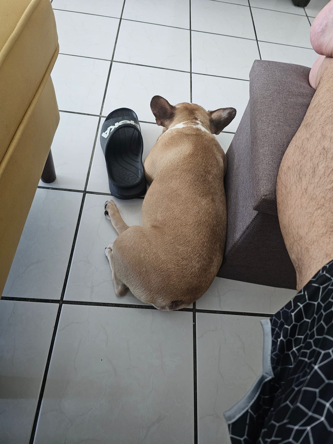 Customer photo review of BullyFIT x King Of Paws Sweet Passion Pet Perfume 1oz | Organic Dog Perfume | Best Dog Shampoo & Grooming Supplies | Perfect for Sensitive Skin |Cruelty Free|