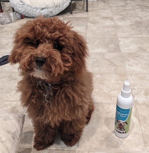 Customer photo review of Housebreaking Training Spray