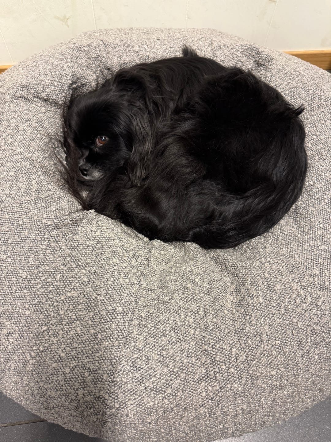 Customer photo review of Perro Durmiendo bouclé donut - Grå