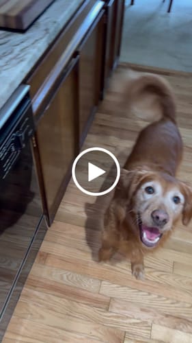 Customer video review of Golden Gravy