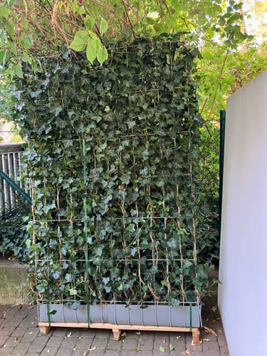 Customer photo review of Kant en klare haag Hedera klimop - Wintergroene haag op trellis, 120 cm breed  in 4 hoogtes