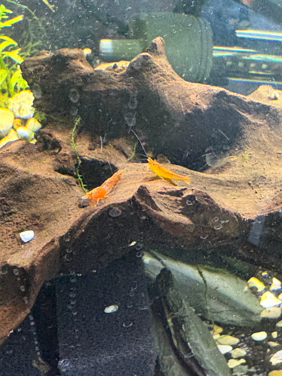Customer photo review of Orange Sunkist Shrimp