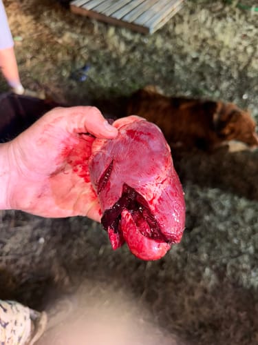Customer photo review of Aluminum Broadheads