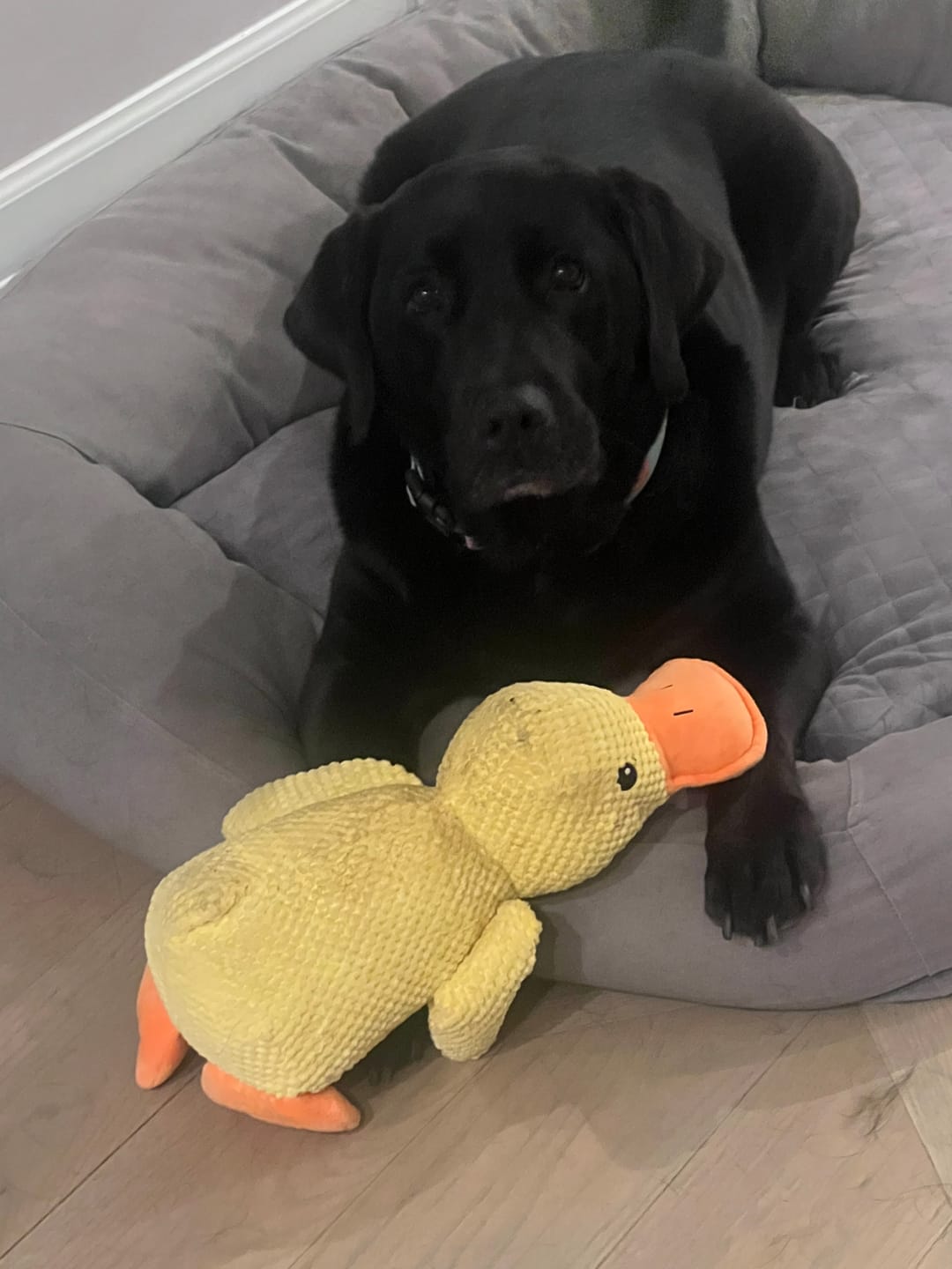 Customer photo review of Calming Duck