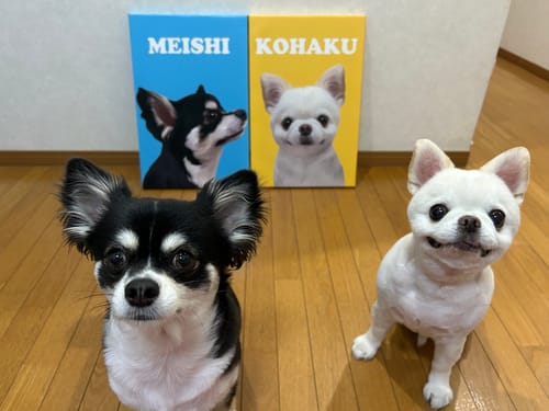 Customer photo review of Petcanva©オーダーメイド ペット似顔絵