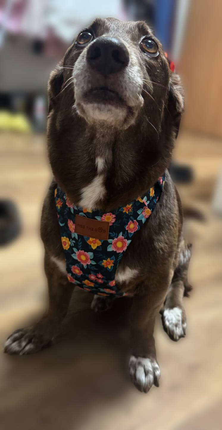 Customer photo review of Szelki bezuciskowe "Wild Flowers" - złote okucia