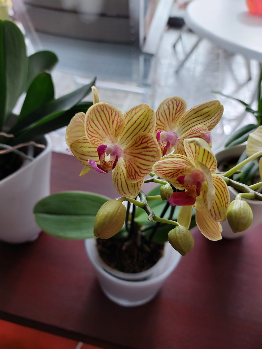Customer photo review of Table Dance Lima mit gelb-gestreiften Blüten und 2 Rispen