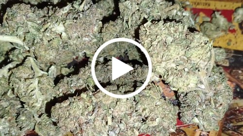 Customer video review of Cheap THCA Flower Half Pound