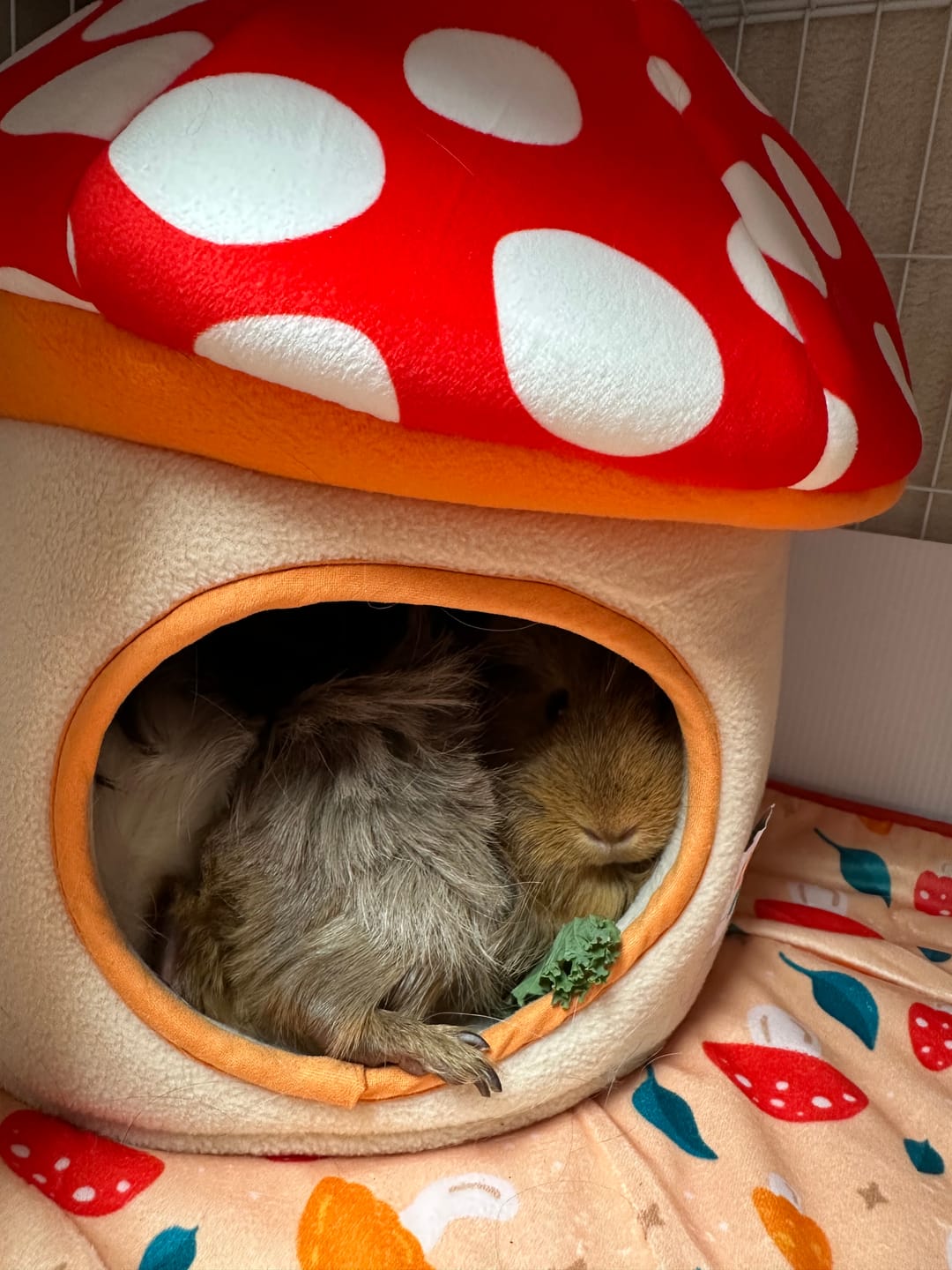 Customer photo review of Guinea Pig Hidey House | Mushroom