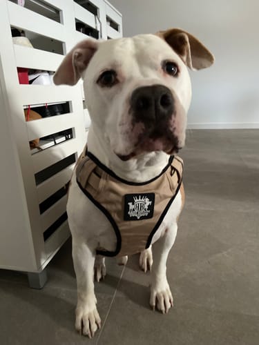 Customer photo review of Dog Harness Active X Sahara