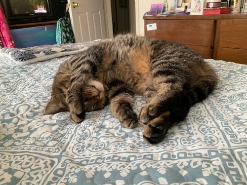 Customer photo review of 2x Blisso Advanced Cat Probiotic | Cat Probiotic for Diarrhea & Kidney Support