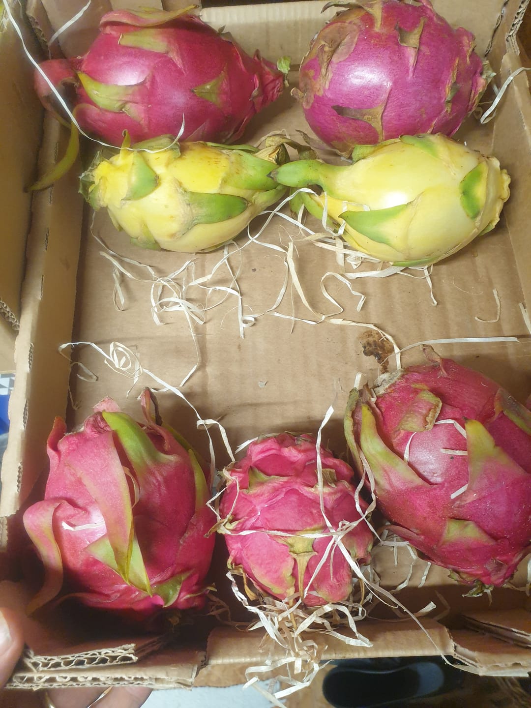 Customer photo review of Drachenfrucht Mix bunt Bio Aktionswoche %