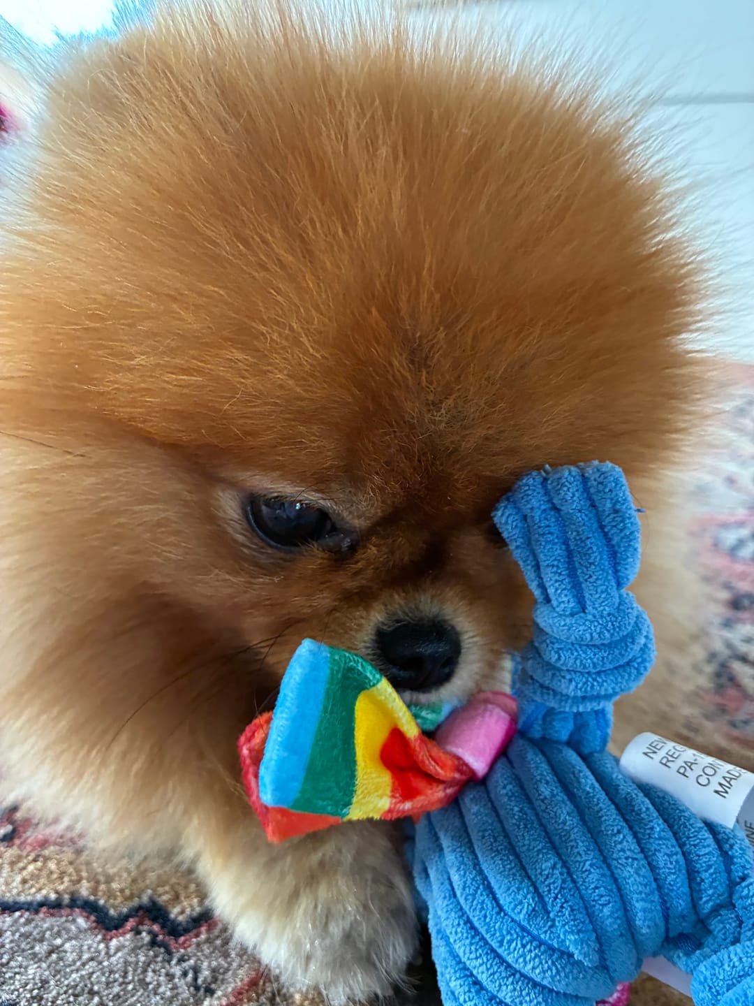Customer photo review of Rainbow Knottie Cheshire Cat Dog Toy
