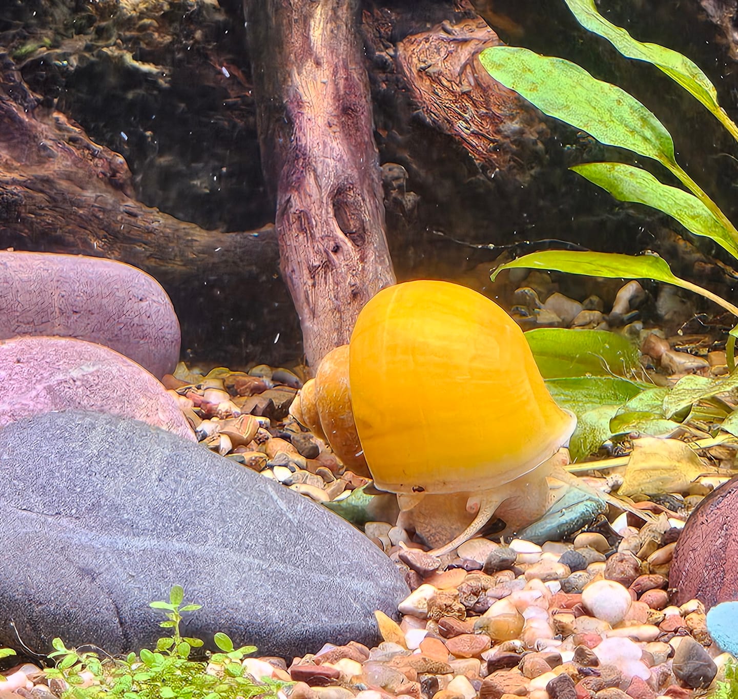 Customer photo review of Gold Mystery Snail
