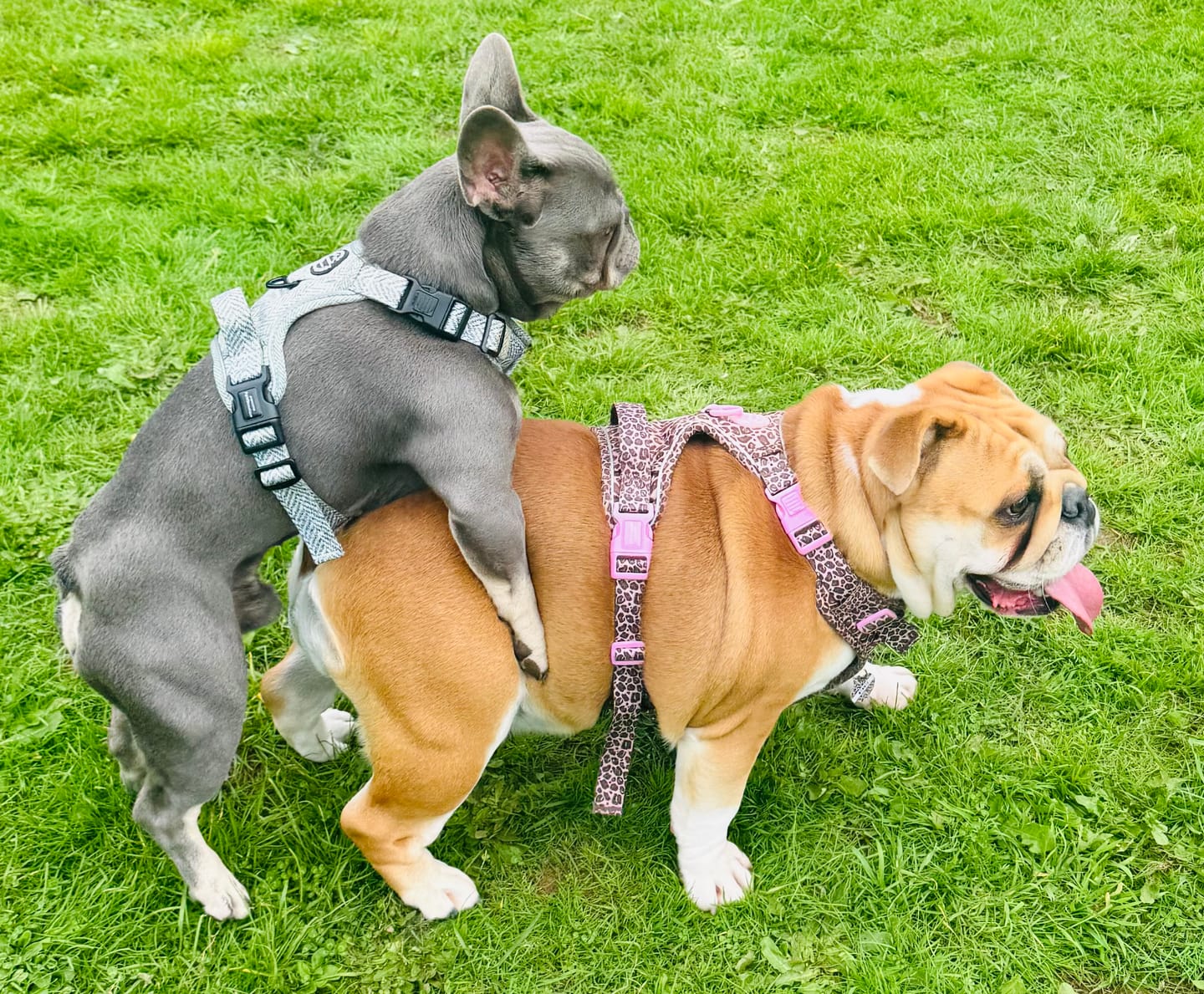 Customer photo review of Tough Trails™ Harness - Country Thyme