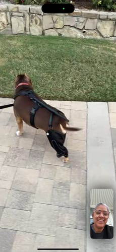 Customer photo review of Dual-Leg Hinged Knee Support Harness for Dogs