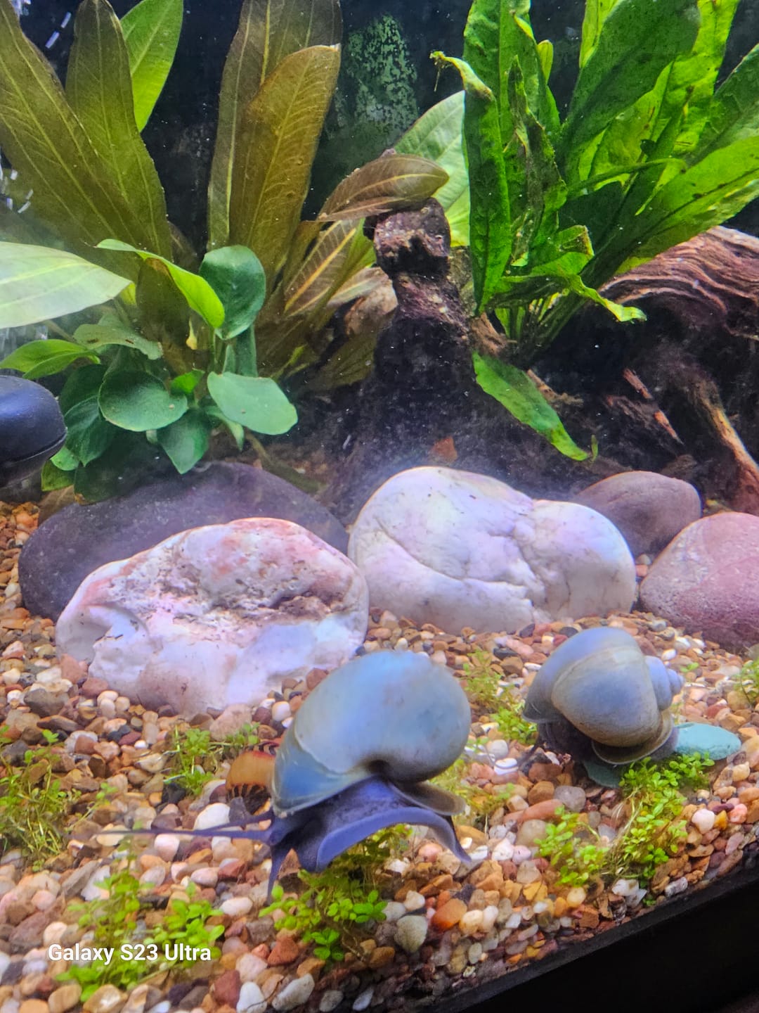 Customer photo review of Blue Mystery Snail