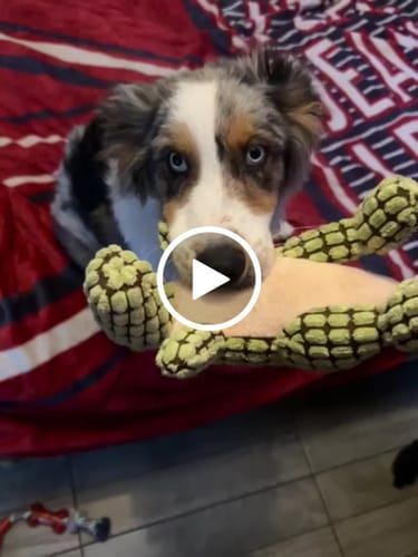 Customer video review of CT8829 1 Pieza De Juguete De Peluche Con Diseño De Dinosaurio Para Mascota