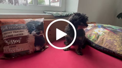 Customer video review of Seelenwärmer - Individuelles Kissen