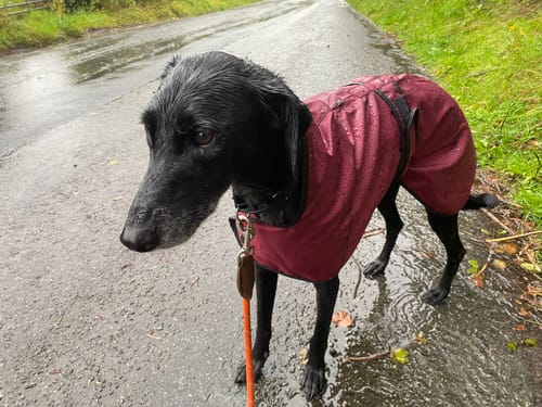 Customer photo review of Regna - Lightweight Summer Sighthound Coat with Harness Hole Zip
