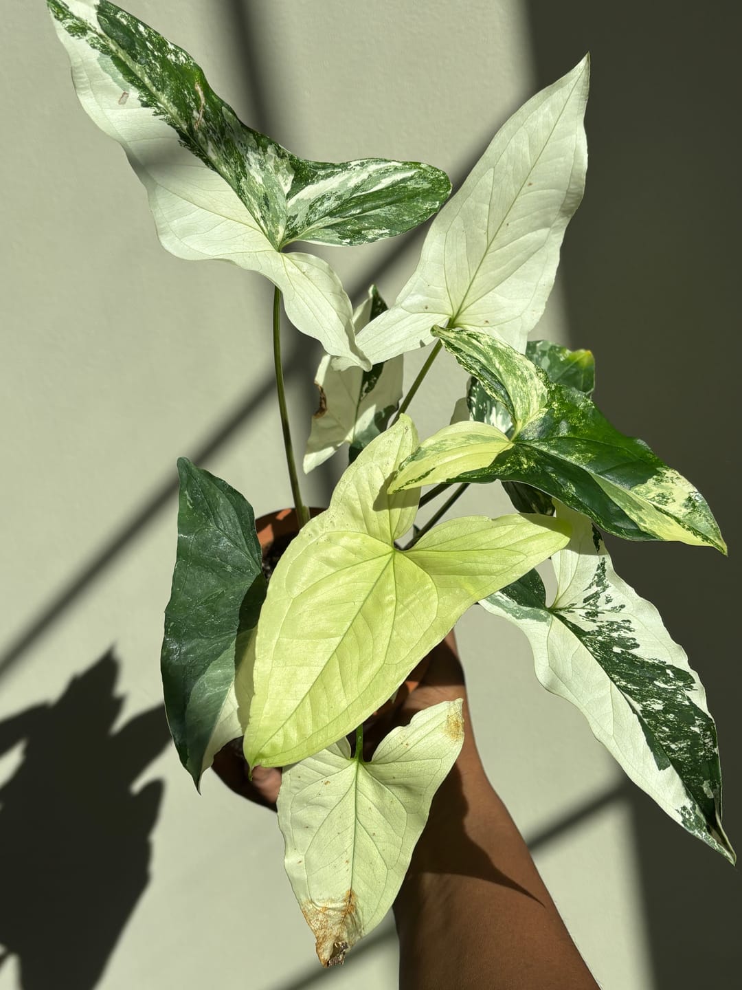 Customer photo review of Syngonium podophyllum albo variegata
