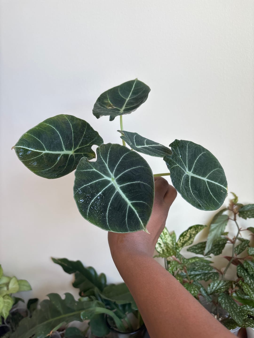 Customer photo review of Alocasia reginula "Black Velvet"