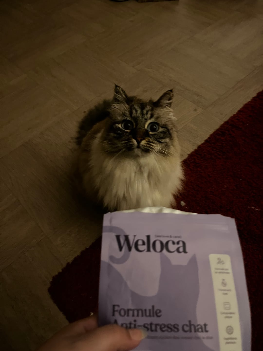 Customer photo review of Complément Anxiété| Chat