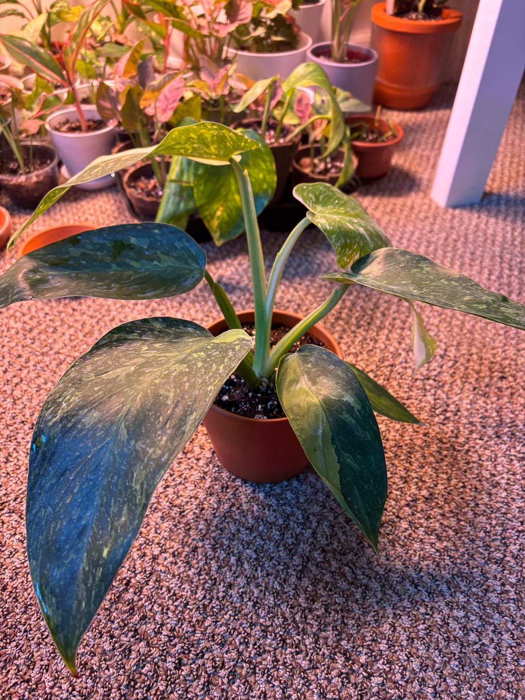 Customer photo review of Philodendron 'Jose Buono'